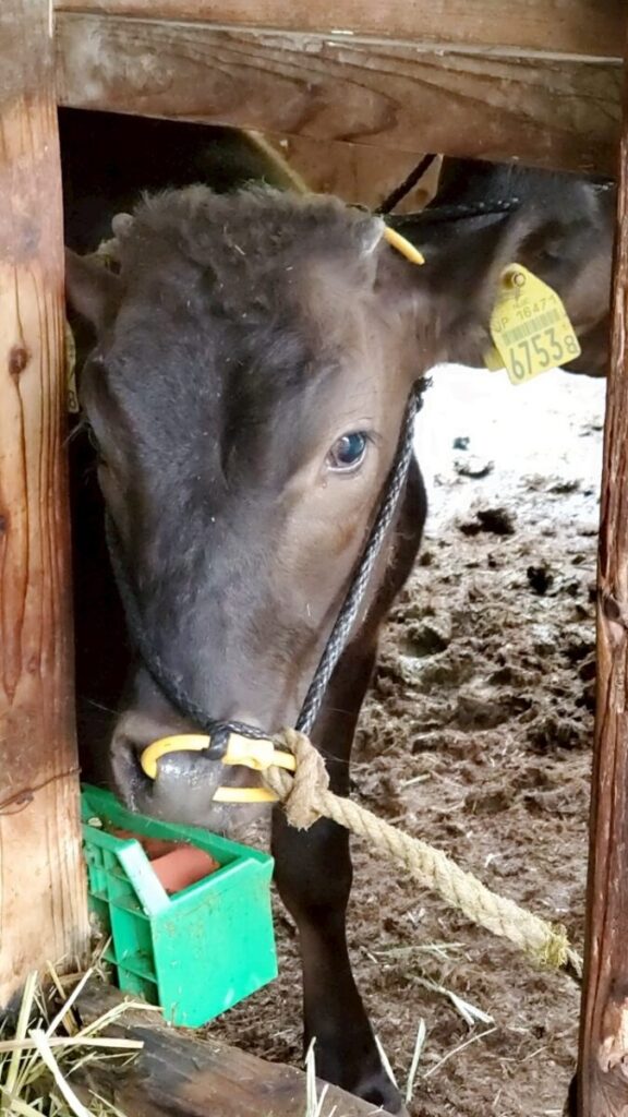 沖永良部島の牛の写真