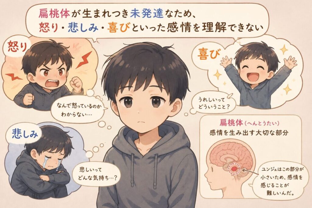 扁桃体が生まれつき未発達なため、
怒り・悲しみ・喜びといった感情を理解できないイメージ画像